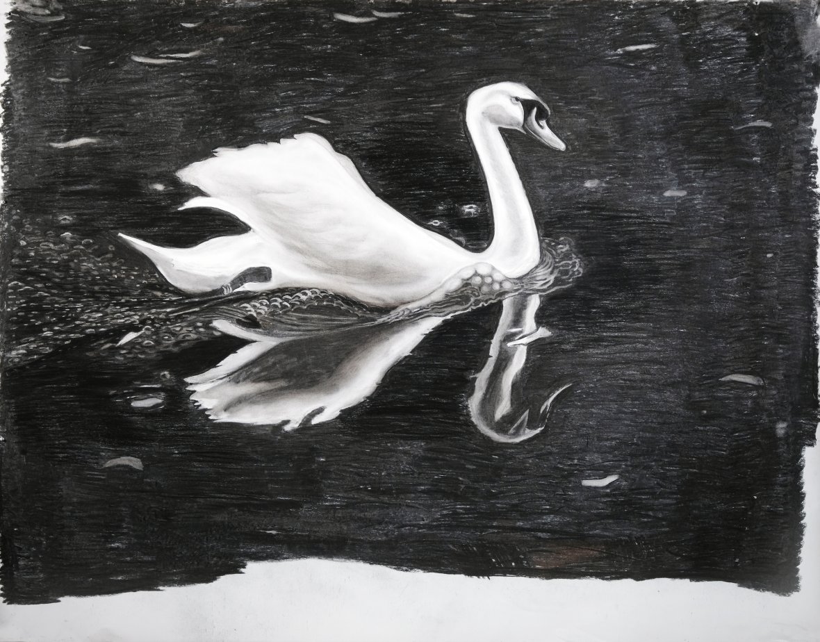 5 Zwaan 2018 210 x 150 cm Houtskool en Cont DBF06685 HR